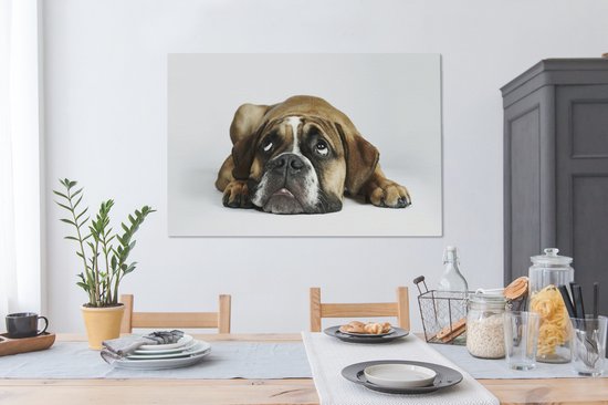 Chien bouledogue devant toile de fond blanc 2cm 140x90 cm - Tirage photo sur toile (Décoration murale salon / chambre) / Animaux sauvages Peintures sur toile