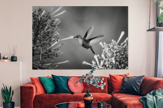 Nymphe des bois couronnée violette dans le parc national du Costa Rica en toile noir et blanc 2cm 150x100 cm - Tirage photo sur toile (Décoration murale salon / chambre) / Animaux sauvages Peintures sur toile