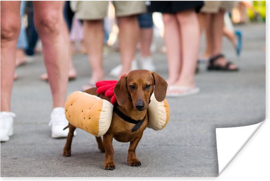 Teckel d guis en papier affiche hot dog 90x60 cm Tirage photo