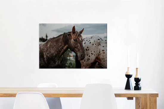 Appaloosa regarde la caméra 60x40 cm - impression photo sur toile (peinture Décoration murale salon / chambre à coucher) / Mammifères toile Peintures