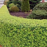 100 x Ilex crenata 'Dark Green' - Japanse Hulst in 9x9cm pot met hoogte 5-10cm
