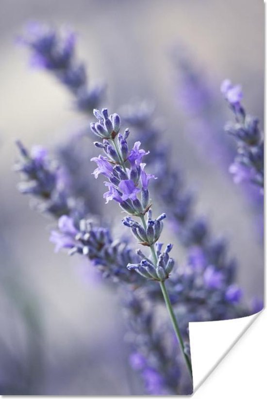 Poster Close-up van een lavendelbloem tegen een vervaagde achtergrond - 20x30 cm