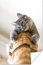 Nieuwsgierige kat op krabpaal poster papier 40x60 cm - Foto print op Poster (wanddecoratie woonkamer / slaapkamer) / Huisdieren Poster