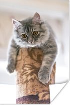 Grijze kat liggen op krabpaal poster papier 60x90 cm - Foto print op Poster (wanddecoratie woonkamer / slaapkamer) / Huisdieren Poster