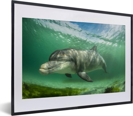 Fotolijst incl. Poster - Dolfijn - Dieren - Water - 40x30 cm - Posterlijst