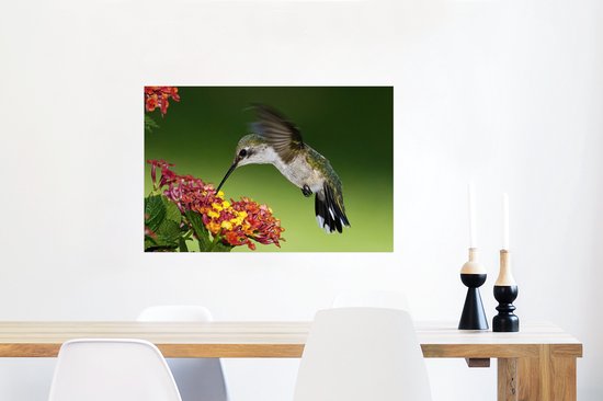 Colibri femelle se nourrit d'une fleur de Lantana Poster 90x60 cm - Tirage photo sur Poster (décoration murale salon / chambre)