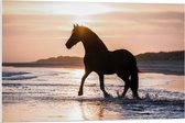 Forex - Silhouet van Paard Sjokkend over Strand - 90x60cm Foto op Forex