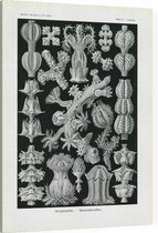 Gorgonia - Gorgonida (Kunstformen der Natur), Ernst Haeckel - Foto op Canvas - 75 x 100 cm