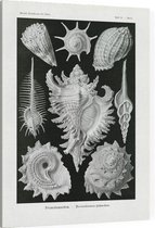Murex - Ctenohranchia (Kunstformen der Natur), Ernst Haeckel - Foto op Canvas - 75 x 100 cm