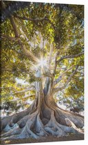 Prachtige boom in het zonlicht - Foto op Canvas - 100 x 150 cm