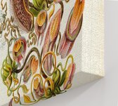 Nepenthes - Nepenthaceae (Kunstformen der Natur), Ernst Haeckel - Foto op Canvas - 45 x 60 cm