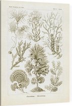 Zonaria - Fucoideae (Kunstformen der Natur), Ernst Haeckel - Foto op Canvas - 45 x 60 cm