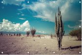 Cactus in de droge woestijn - Foto op Tuinposter - 225 x 150 cm