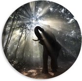 Dibond Wandcirkel - Olifant in de Bossen - 80x80cm Foto op Aluminium Wandcirkel (met ophangsysteem)