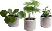 LEAF HOME - Mini Green | Stijlvol Trio In Laos Keramiek (warmgrijs) - Vers Van De Kweker - ↨ 15cm - ⌀ 10cm