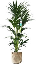 XL Kentia Palm In Sizo Bag (natural Met Metalen Ring) - Vers Van De Kweker - ↨ 170cm - ⌀ 30cm - [Mama's Planten]