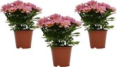 Decorum Duo Aeschynanthus 'Pink Polka' – ↨ 40cm – ⌀ 17cm