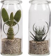 Message in a bottle – ↨ 30cm – ⌀ 6cm