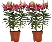 Mama's Planten - Lelie - Starlight Express - Roze - 2 Stuks - Bloeiende Kamerplant - Geeft Sfeer En Zuurstof - ↨ 55cm - ⌀ 17cm