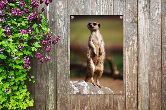 Affiche de jardin suricate regarde autour de 60x90 cm - Toile de jardin / Toile d'extérieur / Peintures d'extérieur (décoration de jardin)