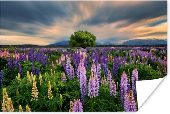 Bloemenveld met paarse lupinen bij zonsondergang / Bloemen Poster