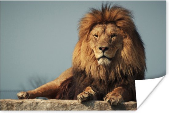 Liggende leeuw 90x60 cm - Foto print op Poster (wanddecoratie woonkamer / slaapkamer)