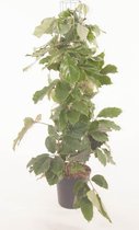 Kamerplant van Botanicly – Tetrastigma voinierianum – Hoogte: 120 cm