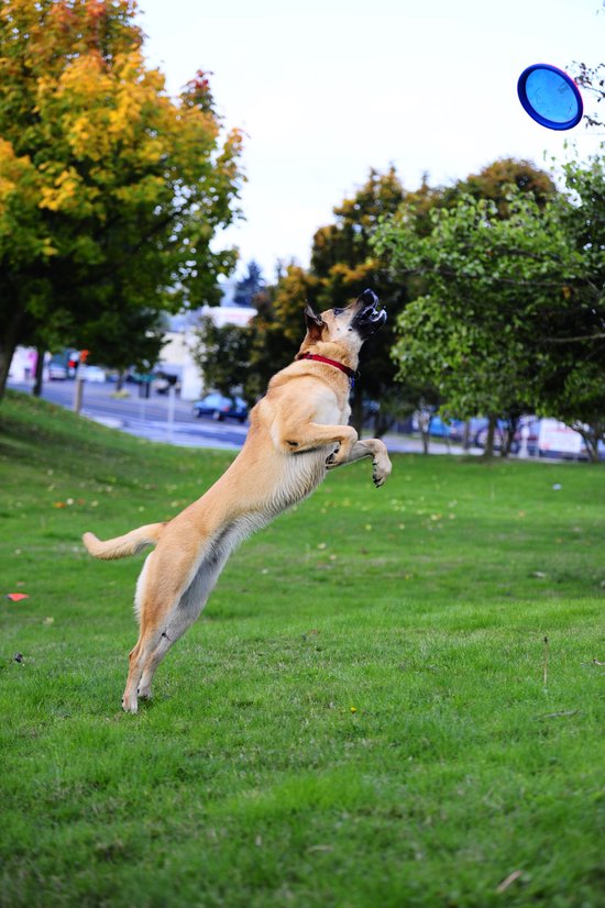 Grote hond springt in de lucht om een blauwe frisbee te vangen.