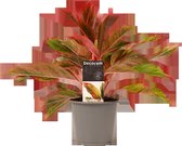 Decorum Aglaonema Crete - Luchtzuiverende Kamerplant - ø12cm - 25cm