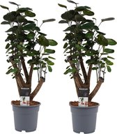 Duo Polyscias Fabian vertakt ↨ 50cm - 2 stuks - hoge kwaliteit planten