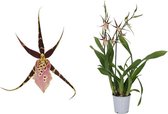 Brassia Sherlob Tolkien 2T ↨ 60cm - hoge kwaliteit planten