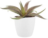 Mangave ‘Redwing’ ® in ELHO Brussels Round (wit) ↨ 15cm - planten - binnenplanten - buitenplanten - tuinplanten - potplanten - hangplanten - plantenbak - bomen - plantenspuit