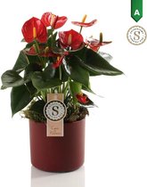 Anthurium Red in Bari Keramiek Red - ↨ 40cm - planten - binnenplanten - buitenplanten - tuinplanten - potplanten - hangplanten - plantenbak - bomen - plantenspuit