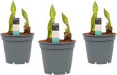 Hippeastrum Artic White (3 stuks) ↨ 25cm - 3 stuks - hoge kwaliteit planten