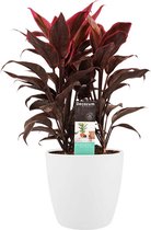 Cordyline Mambo toef met Elho brussels white ↨ 50cm - hoge kwaliteit planten
