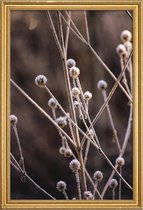 JUNIQE - Poster met houten lijst Frosted Stems -30x45 /Bruin & Paars