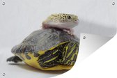 Tuindecoratie Gekko op een schildpad - 60x40 cm - Tuinposter - Tuindoek - Buitenposter