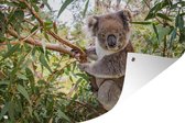 Muurdecoratie Koala - Boom - Bladeren - Kinderen - Jongens - Meiden - 180x120 cm - Tuinposter - Tuindoek - Buitenposter