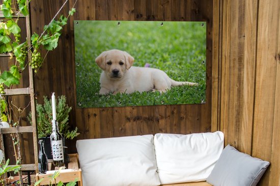 Affiche de jardin Puppy labrador dans l'herbe en vrac 120x80 cm - Toile de jardin / Toile d'extérieur / Peintures pour l'extérieur (décoration de jardin)