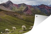 Muurdecoratie Alpaca - Heuvel - Gras - 180x120 cm - Tuinposter - Tuindoek - Buitenposter
