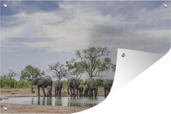 Afrikaanse olifanten drinken bij een waterput