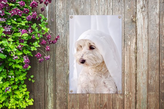 Un chien maltais blanc regardant par la fenêtre. Affiche de jardin 60x90 cm - Toile de jardin / Toile d'extérieur / Peintures d'extérieur (décoration de jardin)