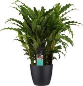 FloraExpert - Calathea - 60 Cm - Ø 17