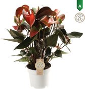 Anthurium Rainbow – ↨ 50cm – ⌀ 14cm