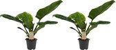 Decorum Duo Philodendron Imperial Green Feel Green – ↨ 45cm – ⌀ 14cm