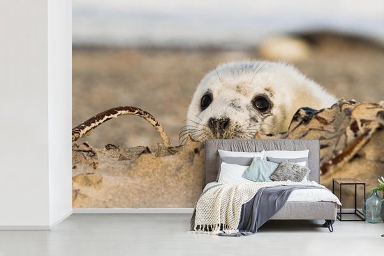 Papier peint photo peint vinyle - Sceau caché derrière une colline de sable largeur 420 cm x hauteur 280 cm - Tirage photo sur papier peint (disponible en 7 tailles)