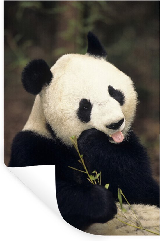 Muurstickers - Sticker Folie - Panda - Bamboe - Eten - 40x60 cm - Plakfolie - Muurstickers Kinderkamer - Zelfklevend Behang - Zelfklevend behangpapier - Stickerfolie