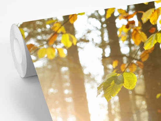Papier peint photo vinyle - Le soleil d'automne brille sur les arbres largeur 360 cm x hauteur 240 cm - Tirage photo sur papier peint (disponible en 7 tailles)