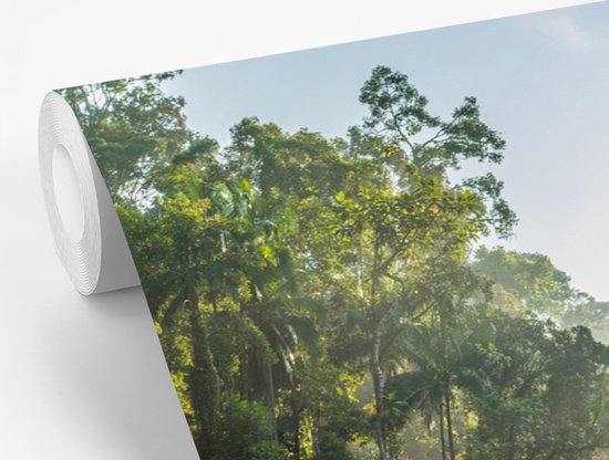Papier peint vinyle - Le soleil brille sur une rivière dans une forêt malaisienne largeur 390 cm x hauteur 260 cm - Tirage photo sur papier peint (disponible en 7 tailles)