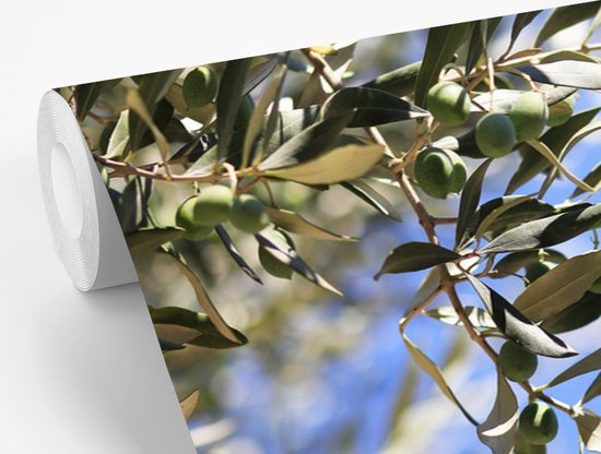Branches de l'olivier en France fotobehang